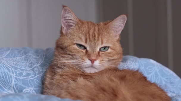 Seekor kucing berambut merah berbaring di atas selimut biru dan melihat ke kamera — Stok Video