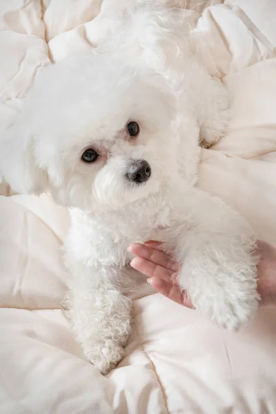 Cachorro Perro Mostrando Aptitudes — Foto de Stock