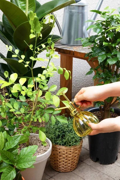 Interior Modern Room Green Plants — Fotografia de Stock