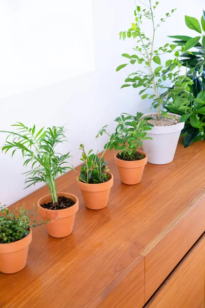 Interior Modern Room Green Plants — Stock Photo, Image