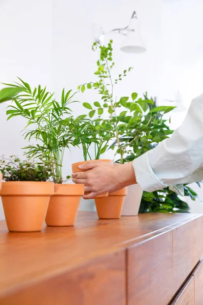 female hands caring for house plants