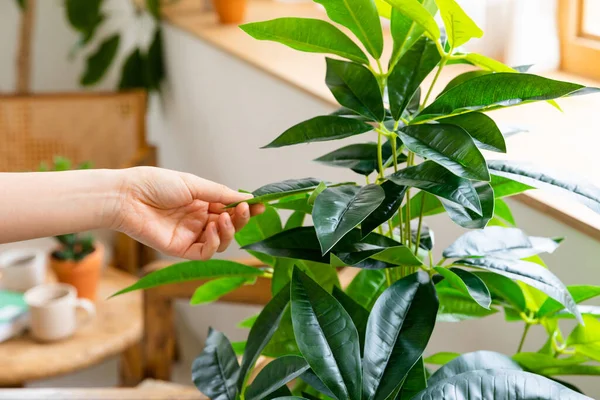 Female Hands Caring House Plants — Foto Stock