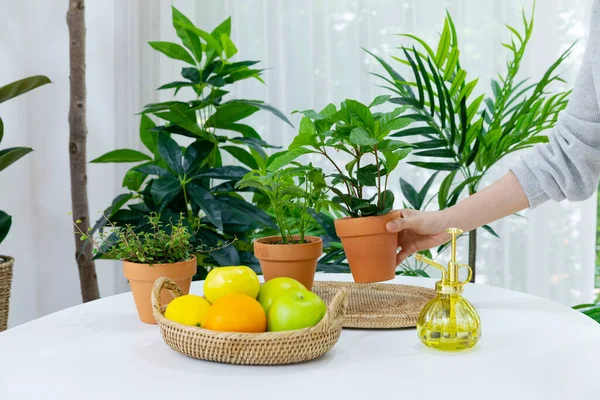 Green Plants Kitchen Table —  Fotos de Stock