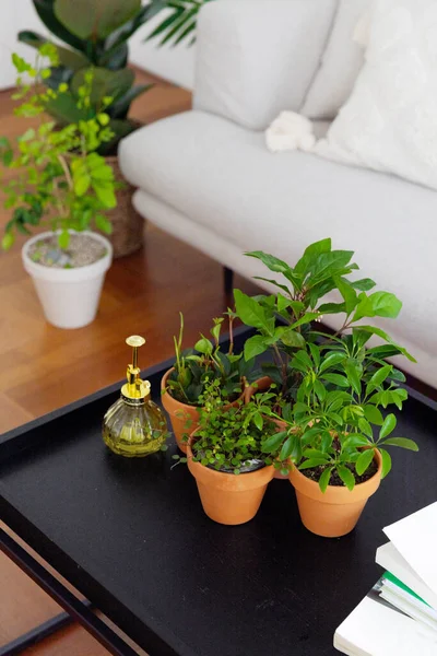 Interior Modern Room Green Plants — Photo