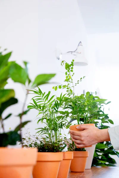 Interior Modern Room Green Plants — Fotografia de Stock