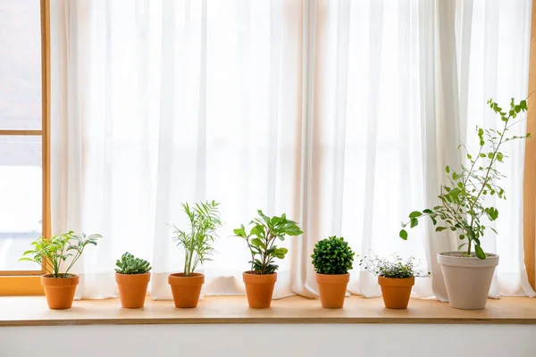 Interior Modern Room Green Plants —  Fotos de Stock