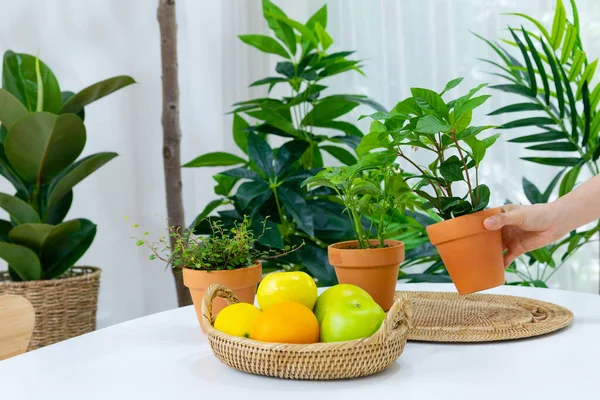 Green Plants Kitchen Table — Zdjęcie stockowe