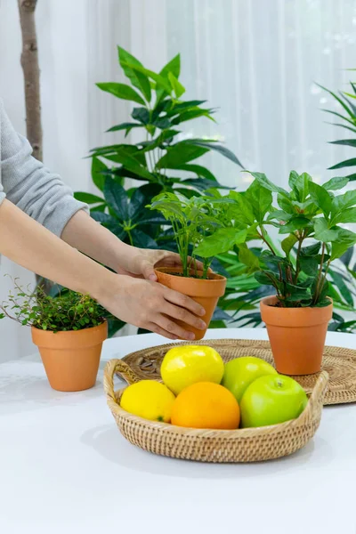 Green Plants Kitchen Table — Stok Foto