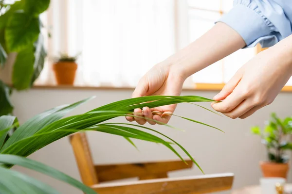 Female Hands Caring House Plants — Stockfoto
