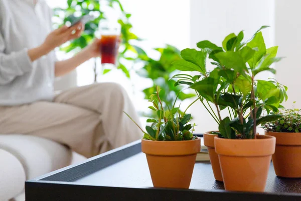 Interior Modern Room Green Plants — Foto de Stock