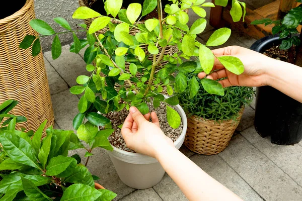 Female Hands Caring House Plants — Stok Foto