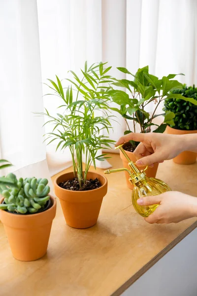 Interior Modern Room Green Plants — Fotografia de Stock