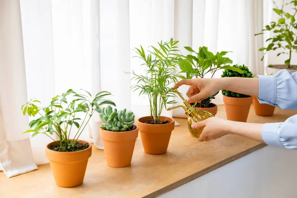 Interior Modern Room Green Plants — Fotografia de Stock