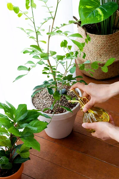 Female Hands Caring House Plants — Stok Foto