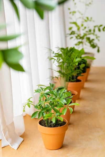 Interior Modern Room Green Plants — Stok Foto
