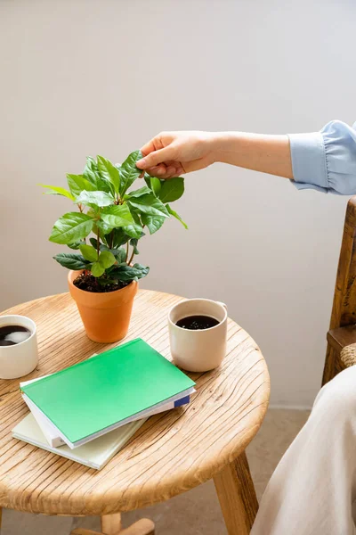 Beautiful Potted Plants House — Stockfoto