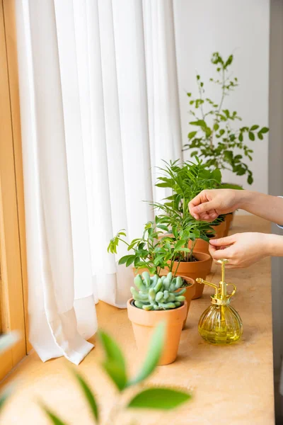 Beautiful Potted Plants House — Fotografia de Stock