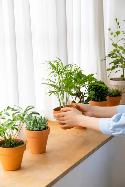 Beautiful Potted Plants House — Stok Foto
