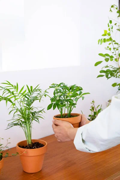 Interior Modern Room Green Plants — Stok Foto