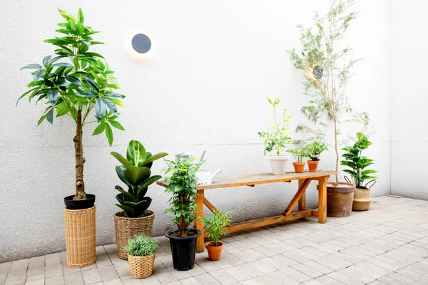 Interior Modern Room Green Plants — Stok Foto