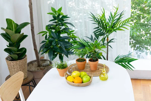 Green Plants Kitchen Table — Photo