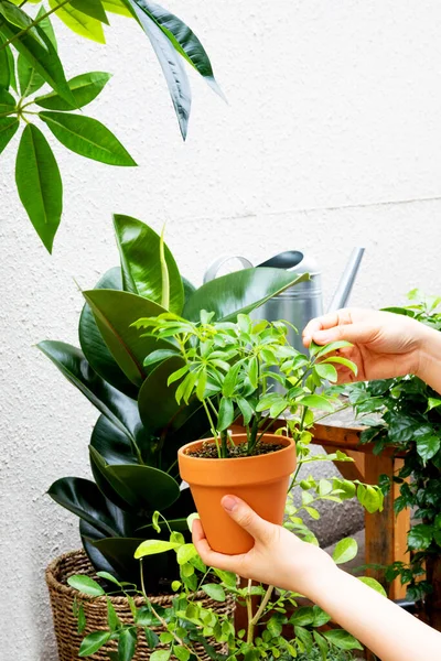 Interior Modern Room Green Plants — Fotografia de Stock