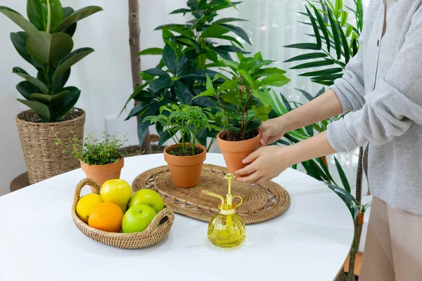 Beautiful Potted Plants House — Stok Foto