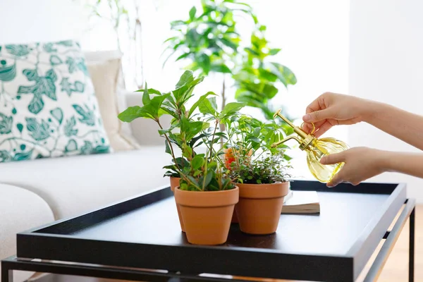 Interior Modern Room Green Plants — Photo