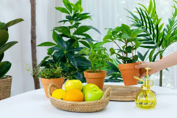 Green Plants Kitchen Table — Stock Photo, Image