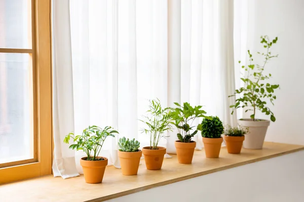 interior of modern room with green plants