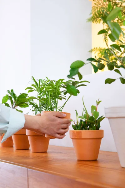 Female Hands Green Plant Pot — Stok Foto