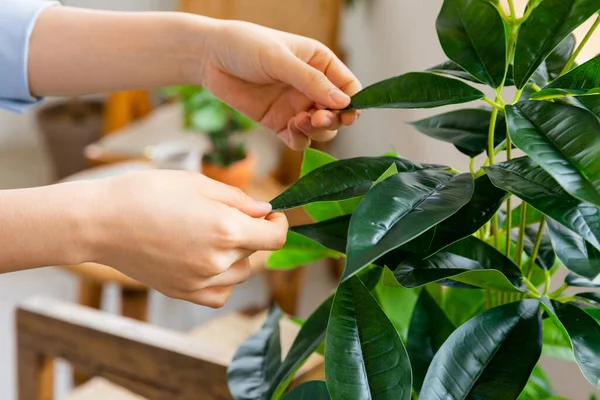 Female Hands Caring House Plants — Foto Stock