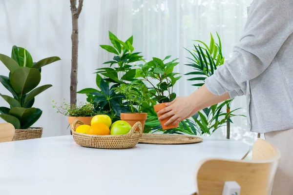 Green Plants Kitchen Table — Stok Foto