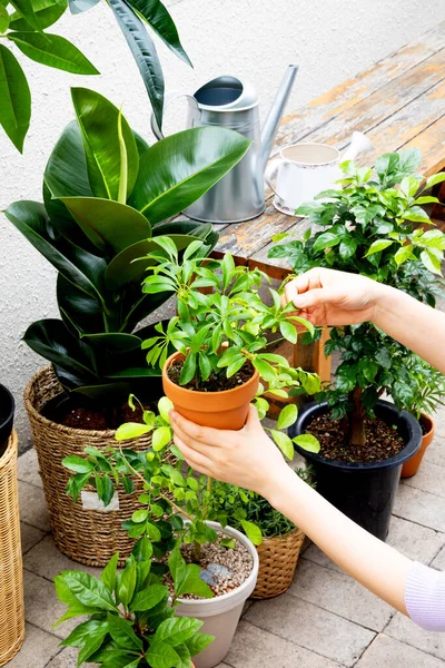 Female Hands Caring House Plants — Stok Foto