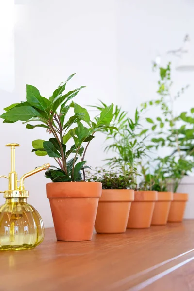 Interior Modern Room Green Plants — Fotografia de Stock