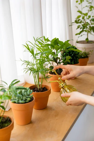 Beautiful Potted Plants House — Fotografia de Stock