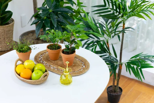 Green Plants Kitchen Table — Stok Foto