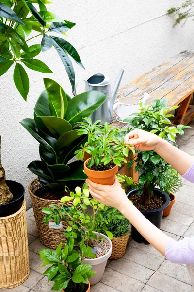 Female Hands Caring House Plants — Fotografia de Stock