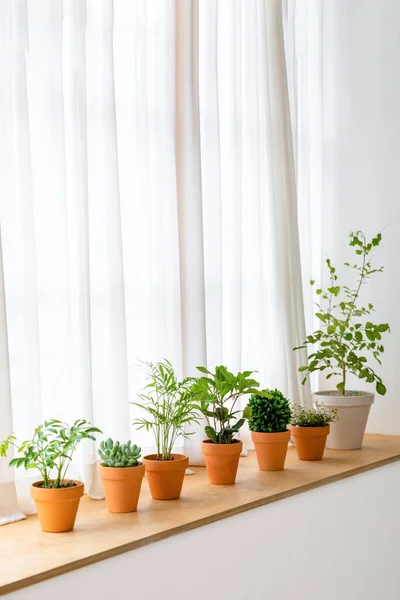 Interior Modern Room Green Plants — Stock Photo, Image