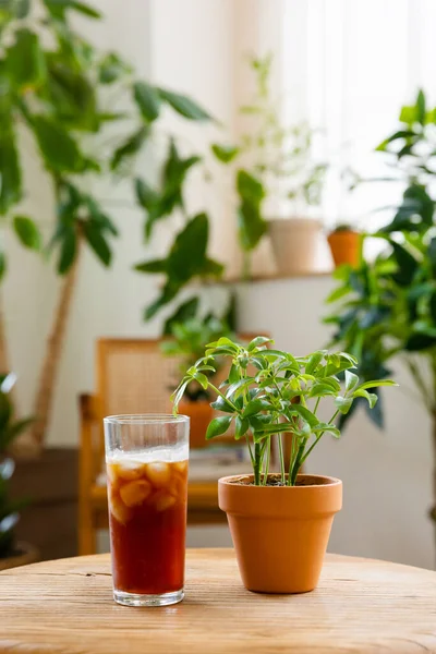 Glass Iced Coffee Plant Table — Stock Photo, Image