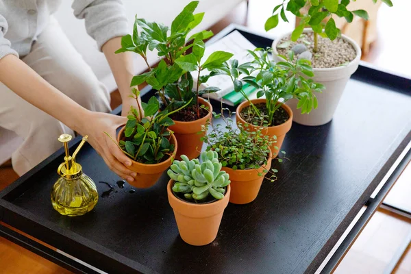 Beautiful Potted Plants House — ストック写真