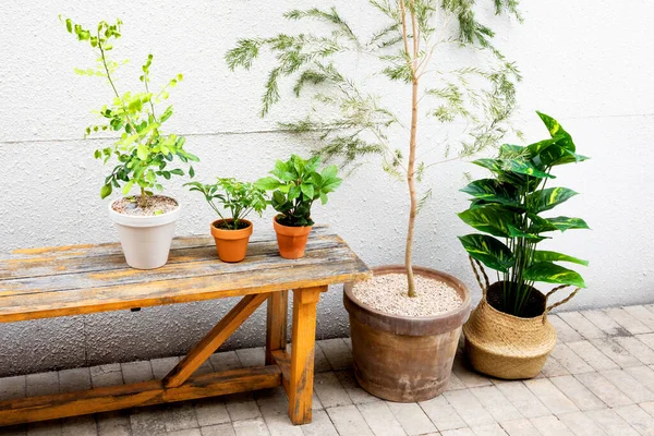 Interior Modern Room Green Plants — Stok fotoğraf