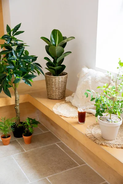 Interior Modern Room Green Plants — Zdjęcie stockowe