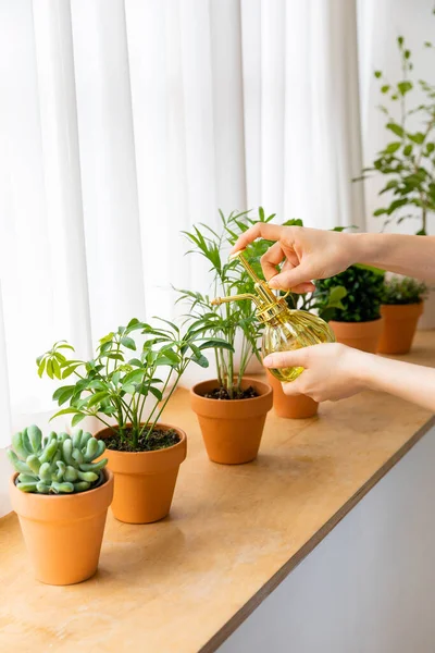 Interior Modern Room Green Plants — Foto Stock