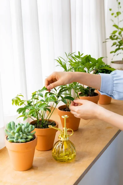 Beautiful Potted Plants House — Fotografia de Stock