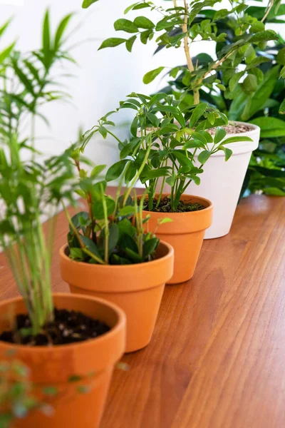 Interior Modern Room Green Plants — Photo