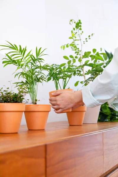 Female Hands Caring House Plants — Stok Foto