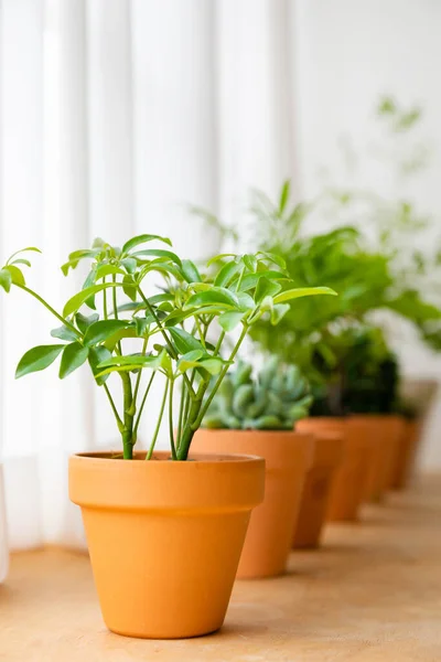 Interior Modern Room Green Plants — Stock Photo, Image