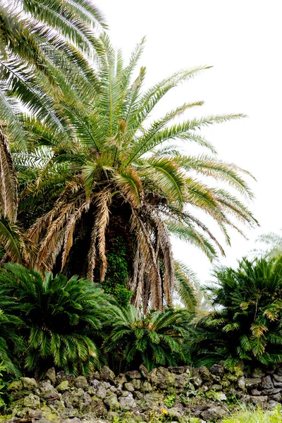 Sangari Palm Forest Jeju Island Korea — Fotografia de Stock