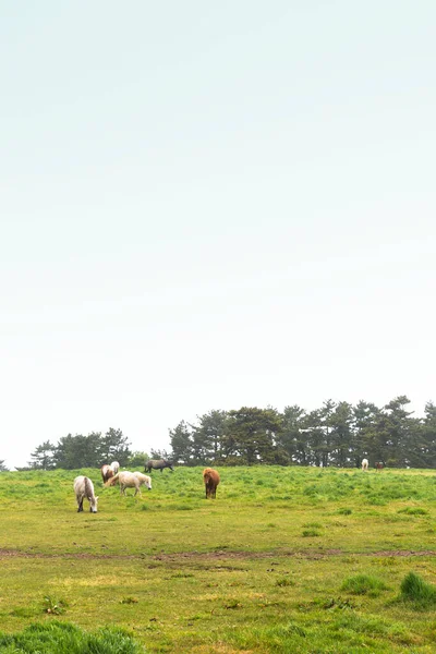 Horse Ranch Scenic Landscape Jeju Island Korea — Fotografia de Stock